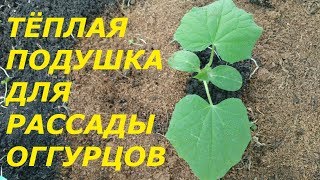 ЧТО ДОБАВИТЬ В ЛУНКИ ПРИ ПОСАДКЕ ОГУРЦОВ