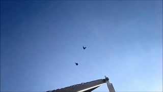 Ukrainian Skycutters in Lithuania- 16- Николаевские голуби в Литве