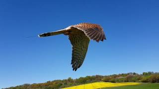 Awesome footage of our Kestrel Hovering
