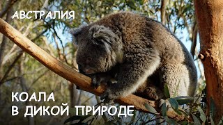 Мир Приключений - Коала в дикой природе. Лучший отдых в Австралии. Koala. Australia.