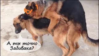 Немецкие овчарки,зимняя вязка собак видео