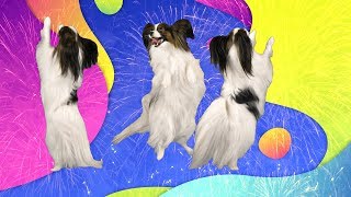 Выпускной / Вечеринка для Алисы / ЮКИ и Сеня хотят настоящее лето! Сериалити от ЮКИ 19 серия