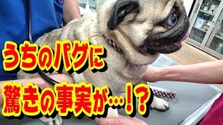 うちのパグ　病院に行ったら、とんでもないことが起きていました！『おまめ日記』《超ブサかわパグ動画》