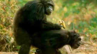 Las hembras de chimpance aceptan a todos los machos para aparearse