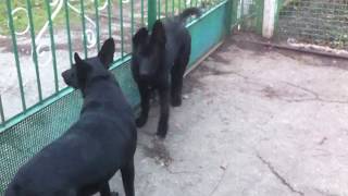 Черные немецкие овчарки І Black German Shepherds