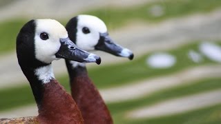 Waterfowl Conservation in Trinidad