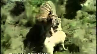 sivas kangal ve aslan dövüşü