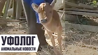 ТЕЛЕНОК с ДВУМЯ НОГАМИ [Родился Мутант или Чудовище] Интересные Факты