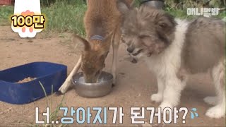강아지가 뒷걸음질 칠 정도로 쳐묵쳐묵 '고라니' (뿜음주의ㅋㅋ)