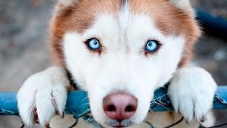 Самые преданные собаки в мире! Собаки верные друзья. Топ самых преданных: животные, существа, породы