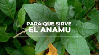anamu - Cuales son los beneficios del anamu y las propiedades del anamu