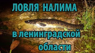 Ловля налима в ленинградской области