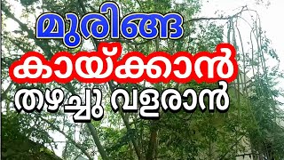 muringa മുരിങ്ങകായിടുവാനും വളരുവാനും