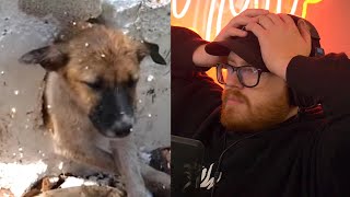 Fake Dog Rescue Videos Need to Stop