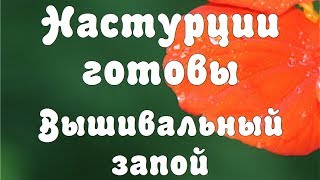 Вышивальный запой // СП Риолис // Настурции готовы
