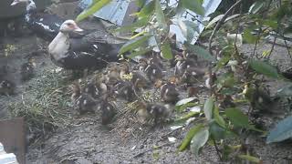Мускусные утки  - одна из лучших пород.