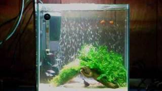 熱帯魚癒しの小型水槽Vol.1　tropical fish　aquarium　healing　LED light