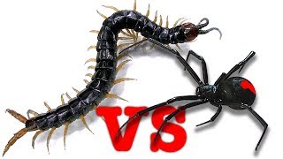 Deadly Spider Vs Giant Centipede Double Demonitized By YouTube