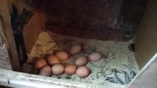 Куры Гриз бар.
