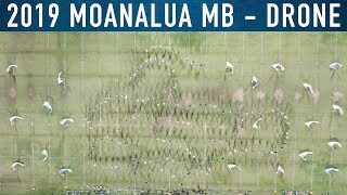 DRONE | ARTIFICIAL INTELLIGENCE | 2019 Moanalua HS "Menehune" Marching Band & Color Guard | 4K