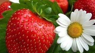 Бесполое размножение. Биология 6 класс.