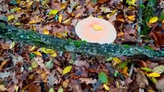 Анапа ноябрь 2017 грибные места Натухаевская Гостогай Куматырь