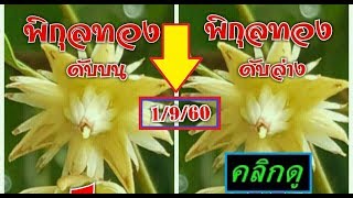 หวยพิกุลทอง เลขดับบน-ล่าง งวดนี้ 1/9/60