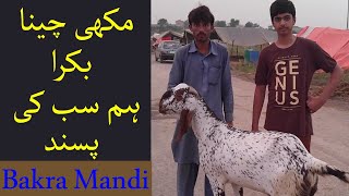 Makhi Cheena Bakra hum sub ki pasand | Bakra Mandi