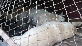 В Николаевке нашли прицеп с мёртвыми собаками
