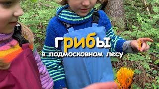 Грибной лес в подМосковье 2019. Нашли древний гриб