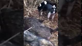 ЗСЛ и РЕЛ ушли за лосем , когда их нашли за 7 км. увидели..........