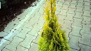 Thuja occidentalis Golden Smaragd