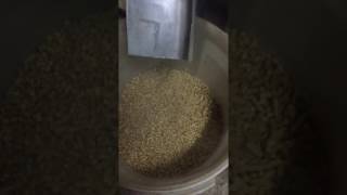 Гранулирование сосновой стружки из под четырехсторонника.