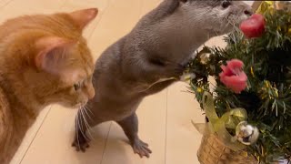 カワウソさくら カワウソ用クリスマスツリーをプレゼント！ Present a special Christmas tree to otter!