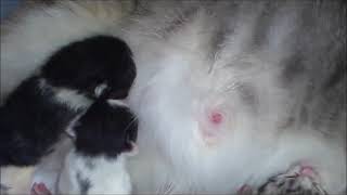 milk sucking animals, süt emen hayvanlar, 牛奶吸吮动物,दूध चूसने वाले जानवर,сосущие молоко животные