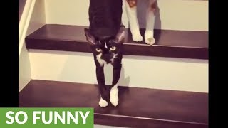 Talkative kitty welcomes home owner