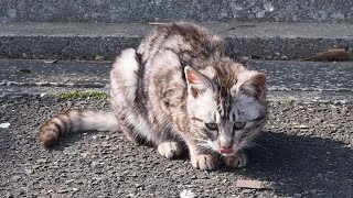 木材でふざける子猫を叱る親猫。誤って飲み込まないか心配だったのかな。【赤ちゃん猫】【保護猫】