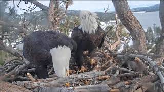 ~ Big Bear Eagles~Jackie & Shadow - " Kto się czubi , ten się lubi " ~Bieliki 02/12/2019