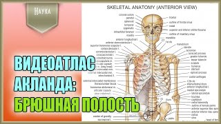Легендарный видеоатлас доктора Роберта Акланда по анатомии человека. Брюшная полость