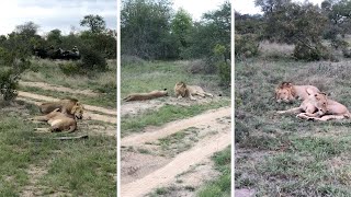 Lioness Takes A Quick Nap After Mating Session