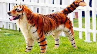 कुत्तो की सबसे महंगी नस्ल | most expensive dog breeds