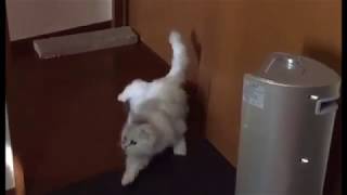 【すべる猫】猫のドリフトスーパースロー映像 drift cat