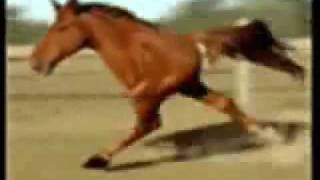 Лошадь на двух ногах - Retarded Running Horse