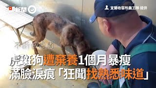 虎斑狗遭棄養1個月暴瘦　滿臉淚痕「狂聞找熟悉味道」