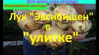 Лук "Эксибишен" в "улитке"!!! Супер!!!