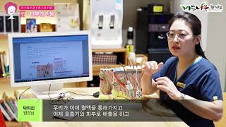 버드나무한의원 [직원교육자료] 피부 - 제 1강 피부의 기능