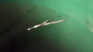 pipefish mating