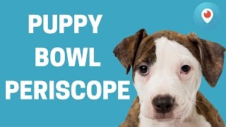 Periscope Replays: NFL WR Torrey Smith At The Puppy Bowl