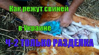 Как забить свинью,Как заколоть свинью,Как обсмалить свинью,Как разделать свинью Ч-2-РАЗДЕЛКА