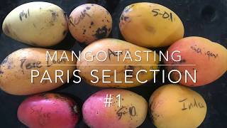 Mango Tasting - Paris Selection #1